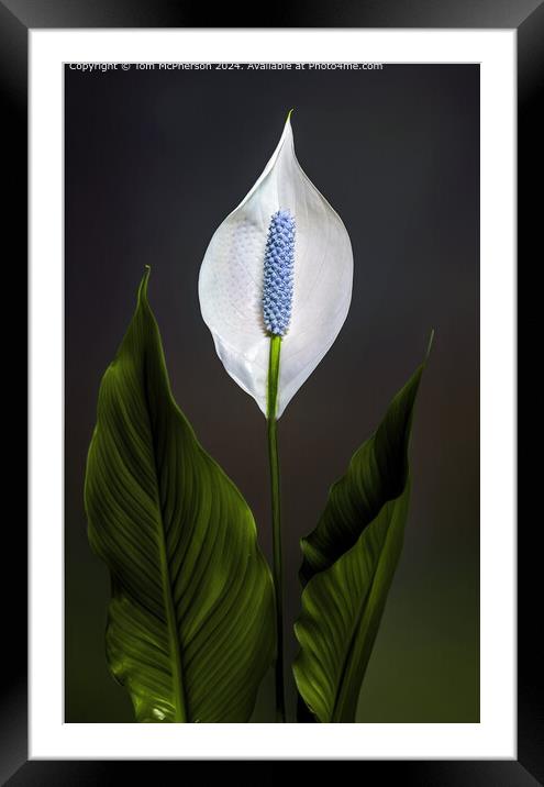 Peace lily Framed Mounted Print by Tom McPherson
