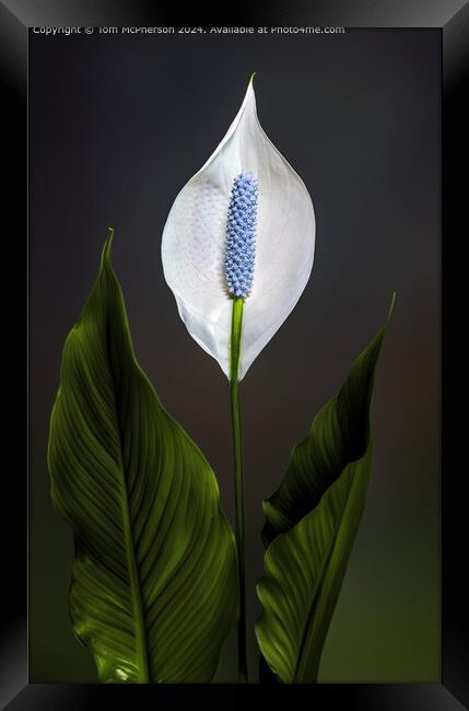 Peace lily Framed Print by Tom McPherson
