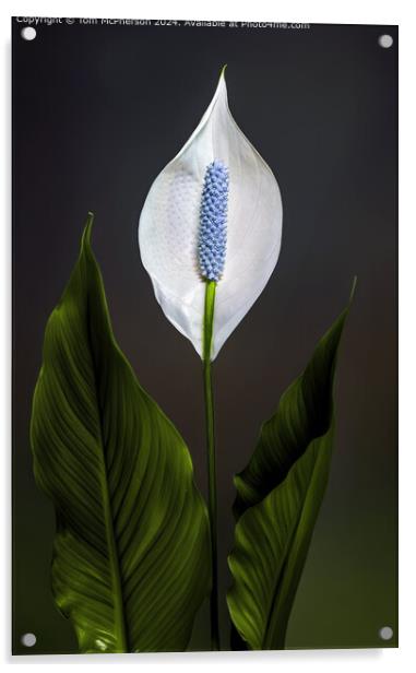 Peace lily Acrylic by Tom McPherson