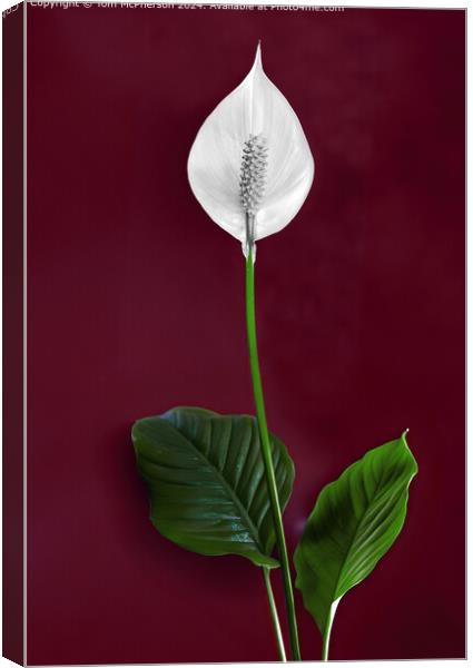 Peace Lily Canvas Print by Tom McPherson