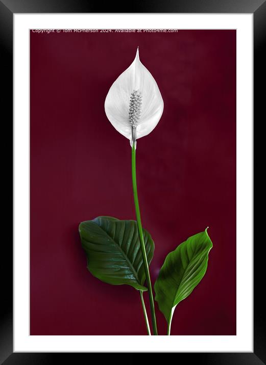 Peace Lily Framed Mounted Print by Tom McPherson