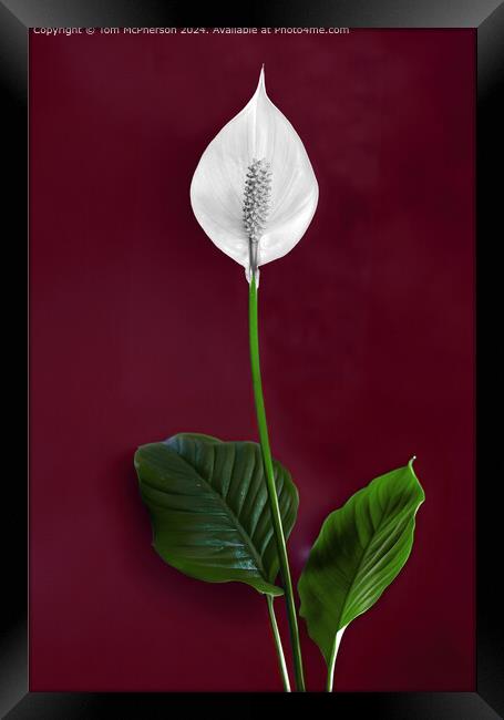 Peace Lily Framed Print by Tom McPherson