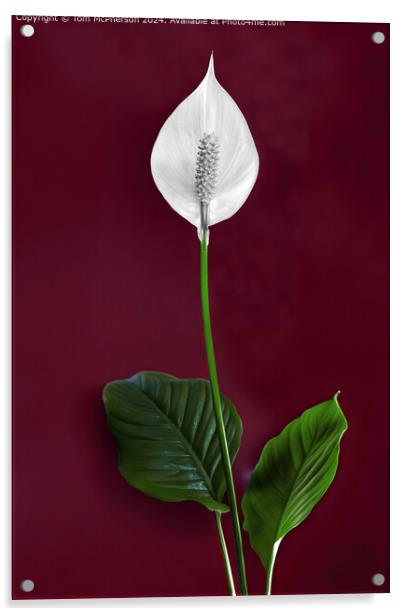 Peace Lily Acrylic by Tom McPherson