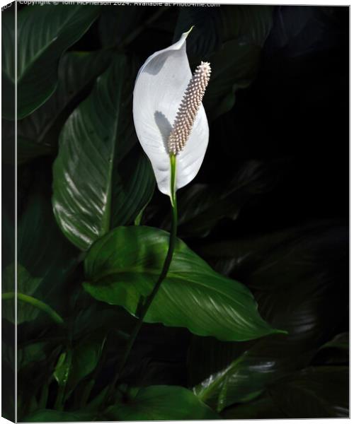 Classic Peace Lily Canvas Print by Tom McPherson