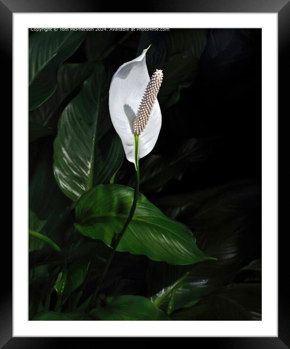 Classic Peace Lily Framed Mounted Print by Tom McPherson