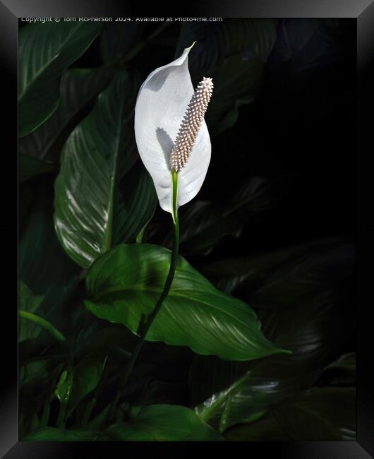 Classic Peace Lily Framed Print by Tom McPherson