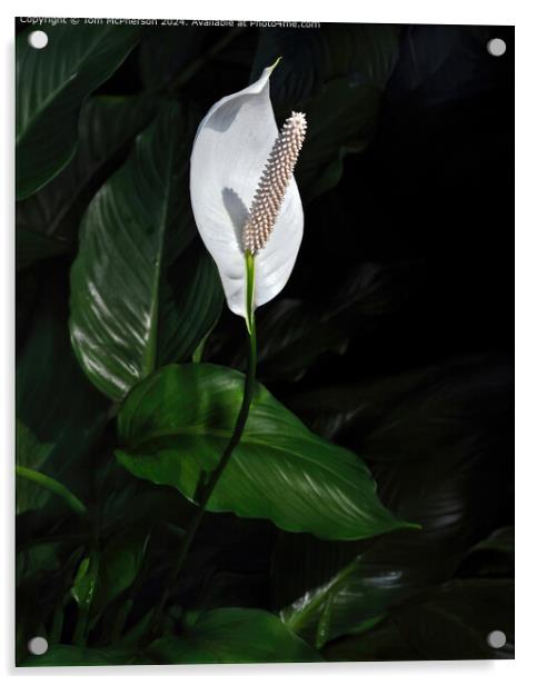 Classic Peace Lily Acrylic by Tom McPherson