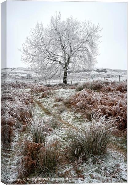 Ice covered tree on Llangynidr Moors. Canvas Print by Philip Veale