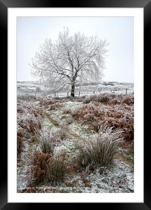 Ice covered tree on Llangynidr Moors. Framed Mounted Print by Philip Veale