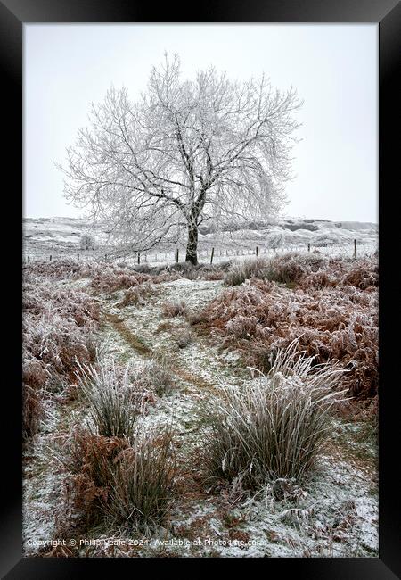 Ice covered tree on Llangynidr Moors. Framed Print by Philip Veale