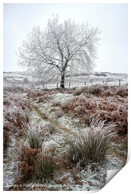 Ice covered tree on Llangynidr Moors. Print by Philip Veale