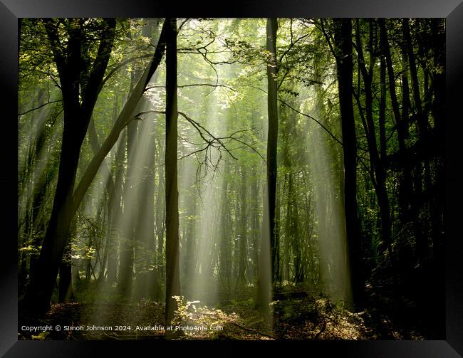 dawn sunlight and rays through a beech woodland  Framed Print by Simon Johnson