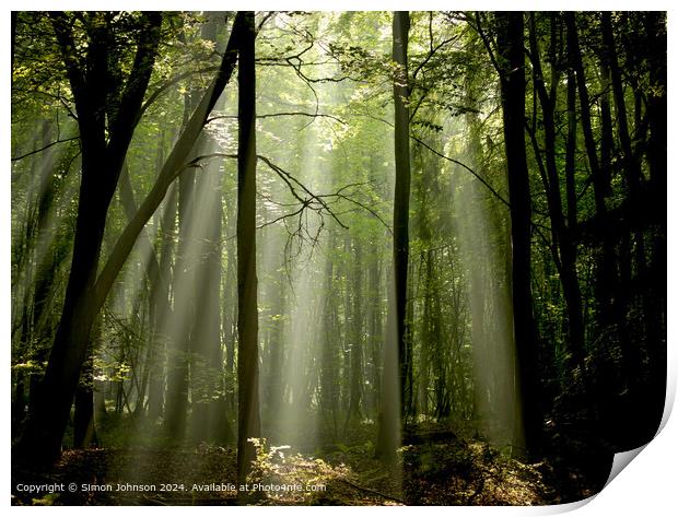 dawn sunlight and rays through a beech woodland  Print by Simon Johnson