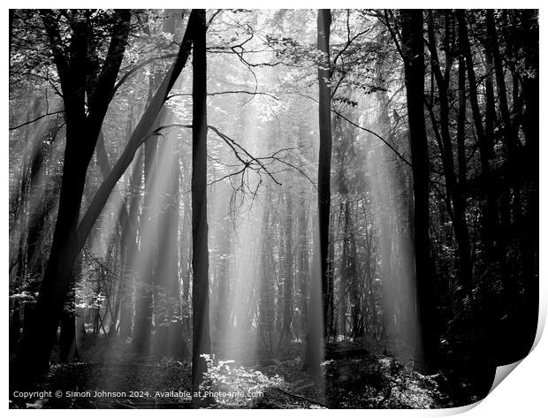 sunlit woodland withearly morning shafts of light Print by Simon Johnson