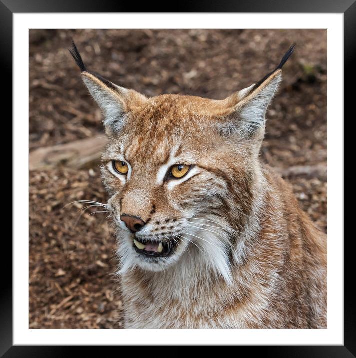 Eurasian Lynx at close quarters Framed Mounted Print by Ian Duffield