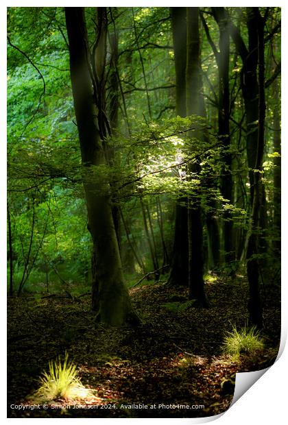 sunlit woodland with early morning shafts of light Print by Simon Johnson