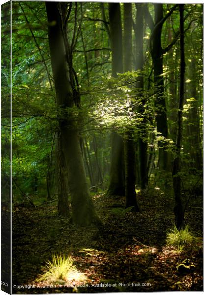 sunlit woodland with early morning shafts of light Canvas Print by Simon Johnson