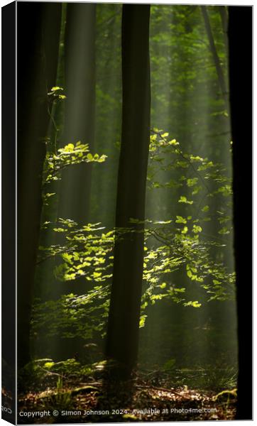 sunlit woodland with early morning shafts of light Canvas Print by Simon Johnson