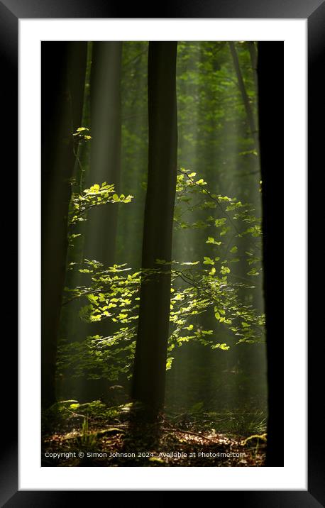 sunlit woodland with early morning shafts of light Framed Mounted Print by Simon Johnson