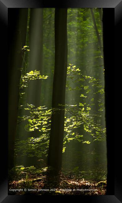 sunlit woodland with early morning shafts of light Framed Print by Simon Johnson