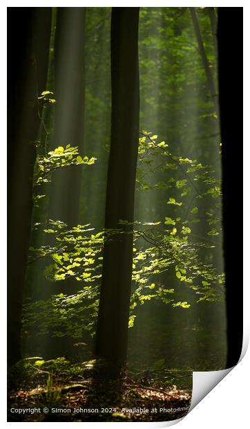 sunlit woodland with early morning shafts of light Print by Simon Johnson