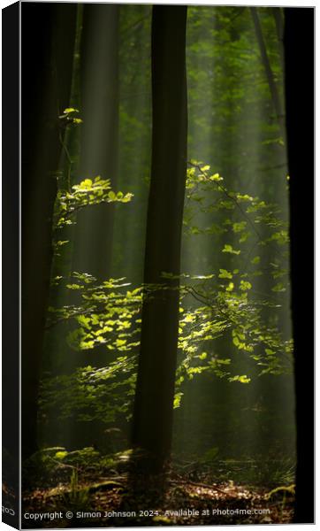 sunlit woodland and leaves with early morning shafts of light Canvas Print by Simon Johnson