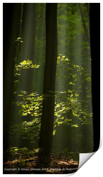 sunlit woodland and leaves with early morning shafts of light Print by Simon Johnson