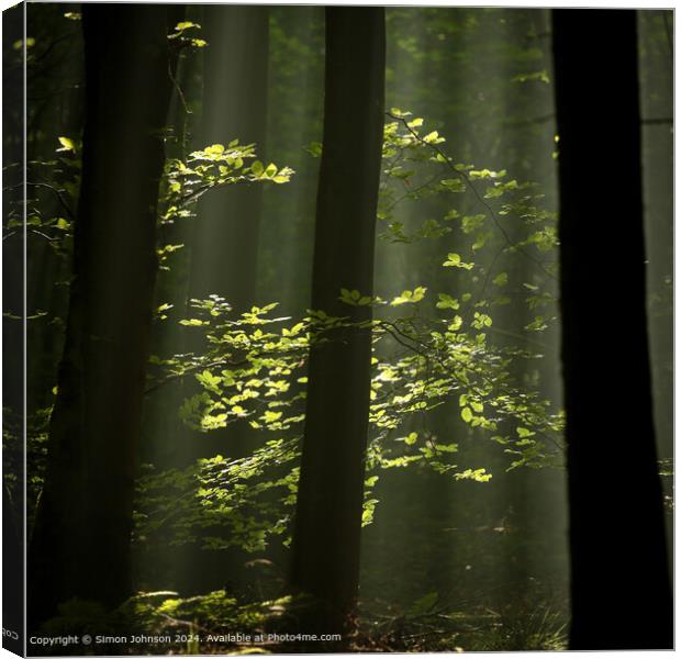 sunlit woodland and leaves with early morning shafts of light Canvas Print by Simon Johnson