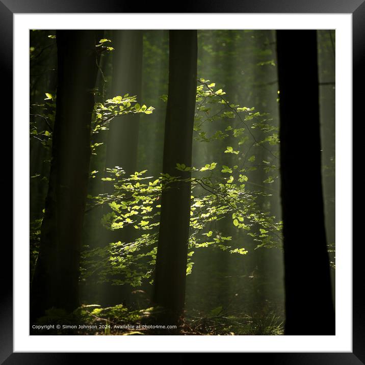 sunlit woodland and leaves with early morning shafts of light Framed Mounted Print by Simon Johnson