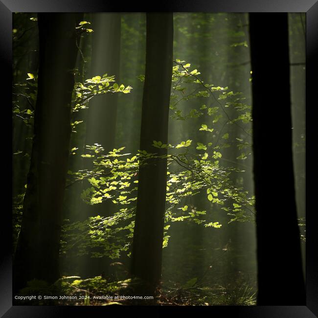 sunlit woodland and leaves with early morning shafts of light Framed Print by Simon Johnson