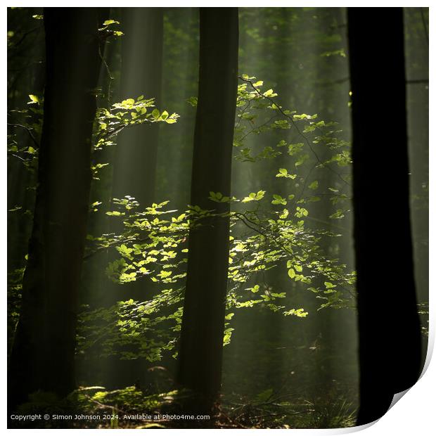 sunlit woodland and leaves with early morning shafts of light Print by Simon Johnson