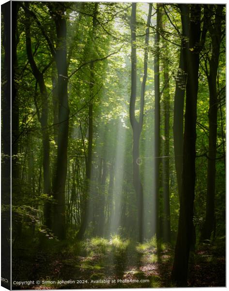 sunlit woodland  with early morning shafts of light Canvas Print by Simon Johnson