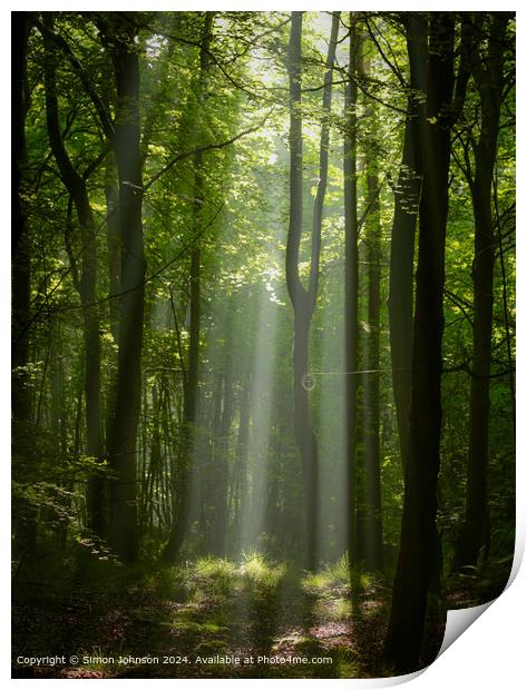 sunlit woodland  with early morning shafts of light Print by Simon Johnson