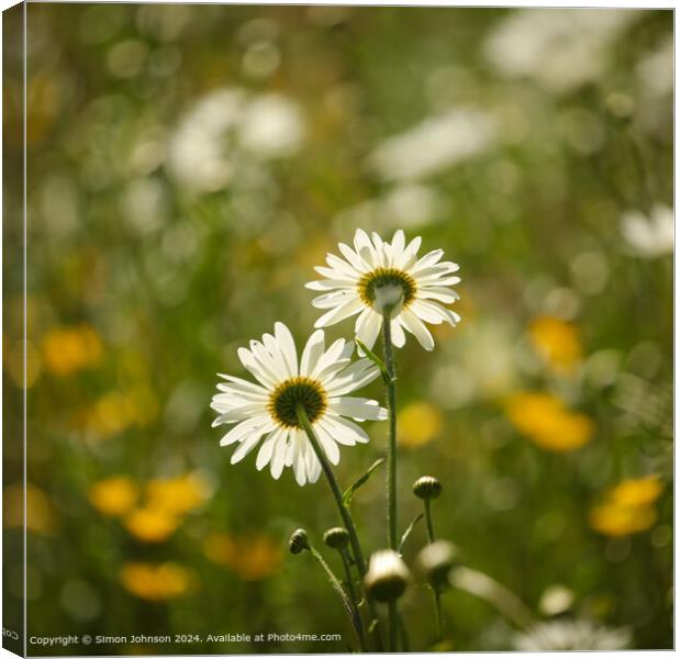 Close up of daisy flower Cotswolds Gloucestershire UK Canvas Print by Simon Johnson