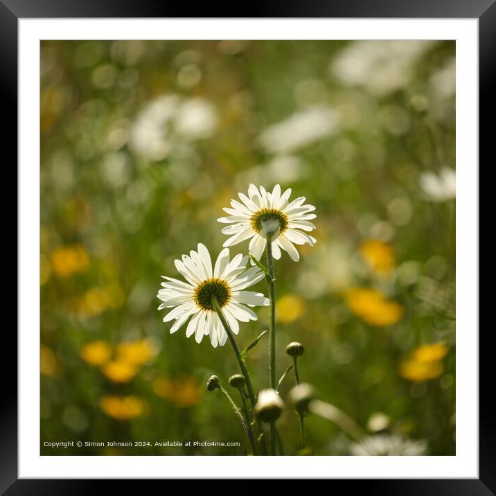 Close up of daisy flower Cotswolds Gloucestershire UK Framed Mounted Print by Simon Johnson