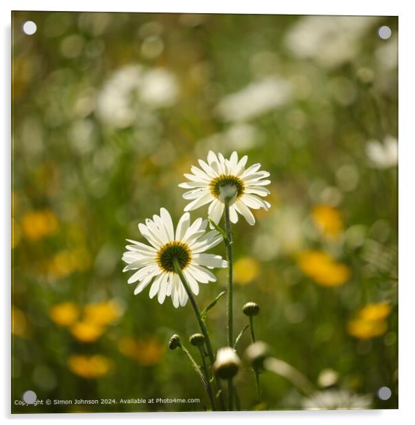 Close up of daisy flower Cotswolds Gloucestershire UK Acrylic by Simon Johnson