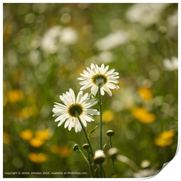 Close up of daisy flower Cotswolds Gloucestershire UK Print by Simon Johnson