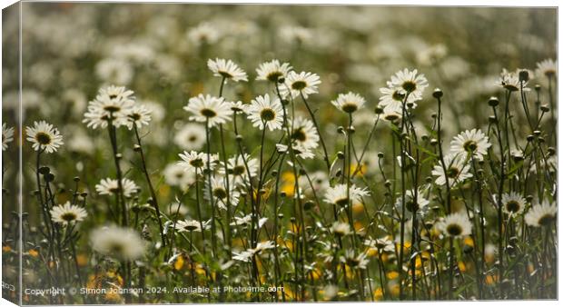 Close up of daisy flowers Cotswolds Gloucestershire UK Canvas Print by Simon Johnson