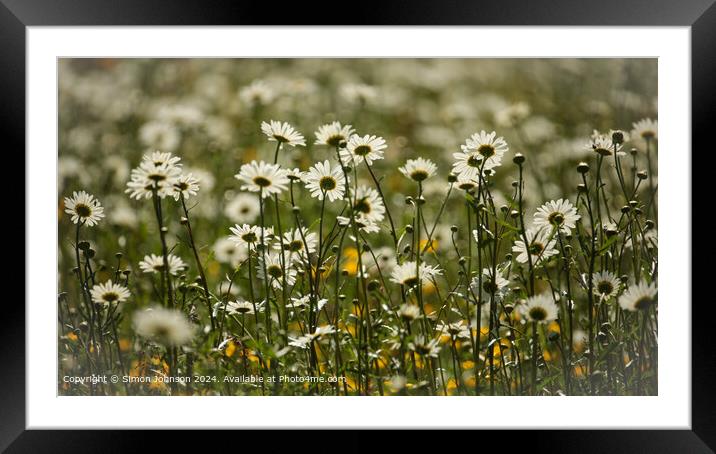 Close up of daisy flowers Cotswolds Gloucestershire UK Framed Mounted Print by Simon Johnson