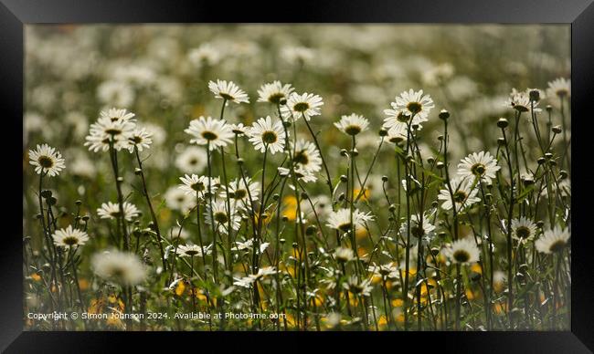 Close up of daisy flowers Cotswolds Gloucestershire UK Framed Print by Simon Johnson