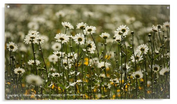 Close up of daisy flowers Cotswolds Gloucestershire UK Acrylic by Simon Johnson