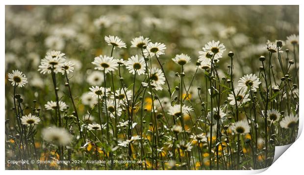 Close up of daisy flowers Cotswolds Gloucestershire UK Print by Simon Johnson