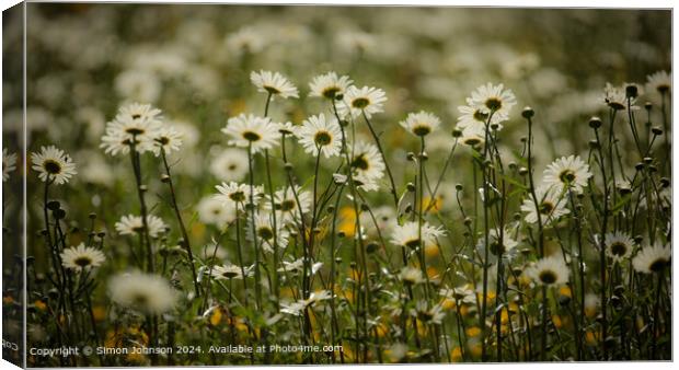 Close up of daisy flowers Cotswolds Gloucestershire UK Canvas Print by Simon Johnson