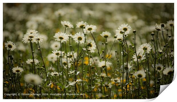Close up of daisy flowers Cotswolds Gloucestershire UK Print by Simon Johnson