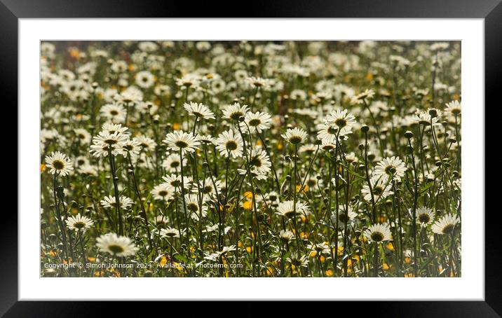 Close up of daisy flowers Cotswolds Gloucestershire UK Framed Mounted Print by Simon Johnson