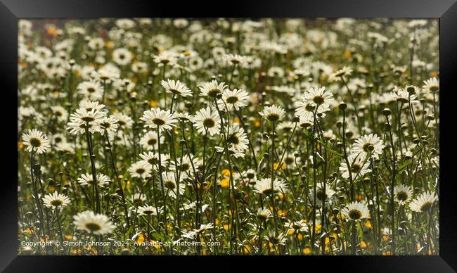 Close up of daisy flowers Cotswolds Gloucestershire UK Framed Print by Simon Johnson