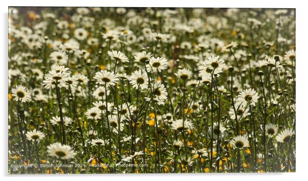 Close up of daisy flowers Cotswolds Gloucestershire UK Acrylic by Simon Johnson