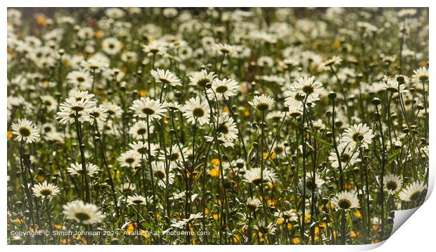 Close up of daisy flowers Cotswolds Gloucestershire UK Print by Simon Johnson