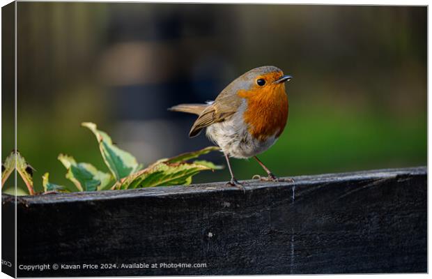 Robin perched on fence. Canvas Print by Kavan Price