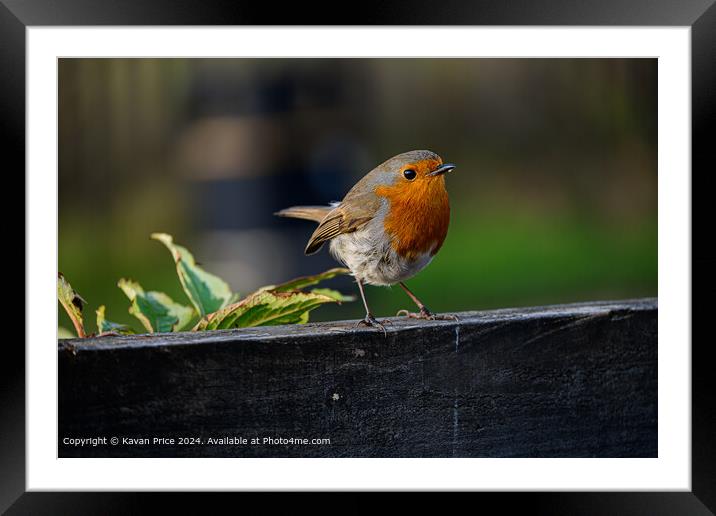 Robin perched on fence. Framed Mounted Print by Kavan Price